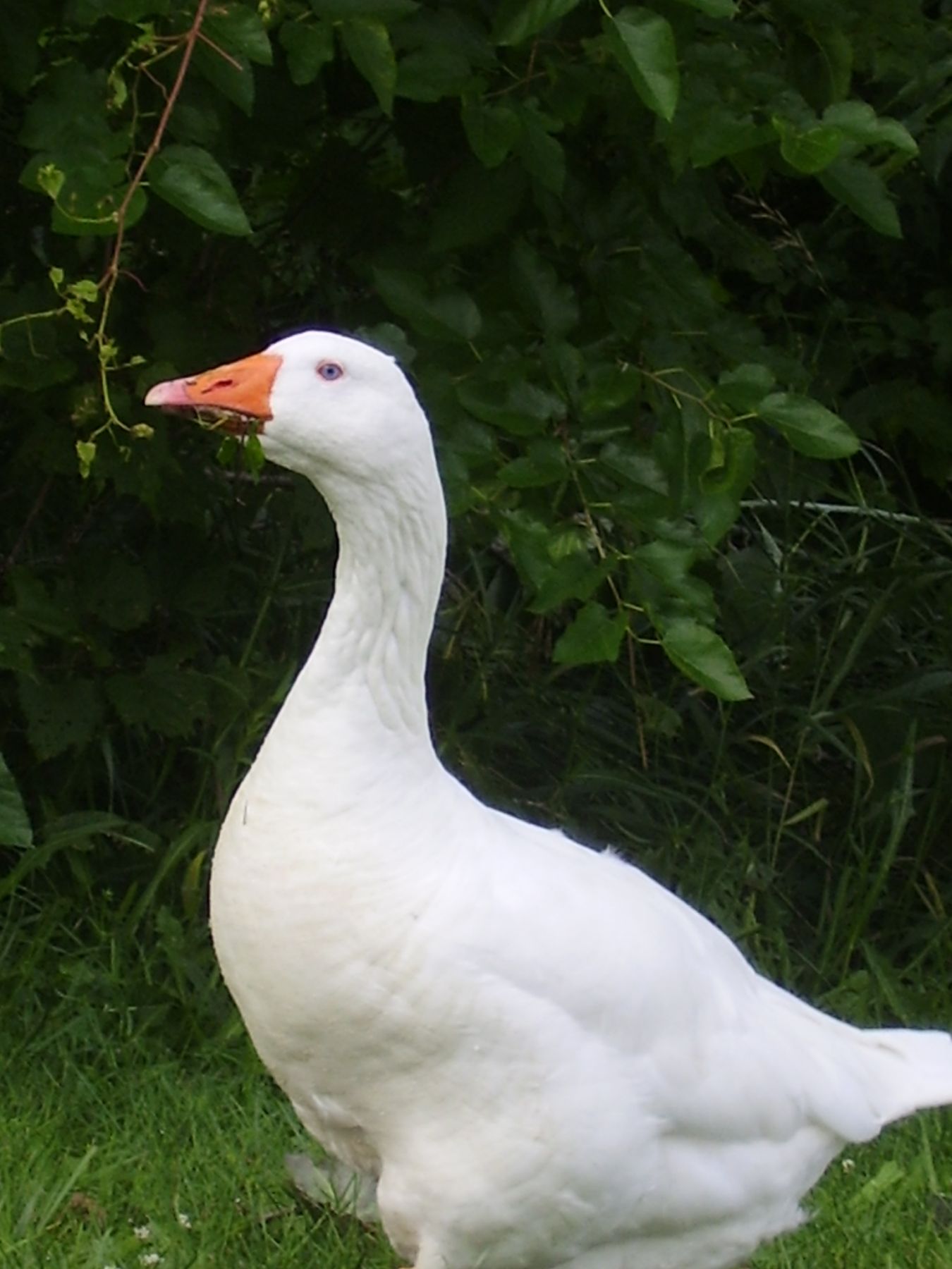 Most people picture a duck and it’s either as the wild duck or the all whit...